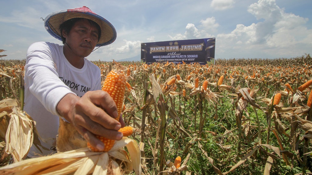 Inpres Prabowo Serap 1 Juta Ton Jagung Dinilai Picu Harga Naik Inpres Prabowo Serap 1 Juta Ton Jagung Dinilai Picu Harga Naik