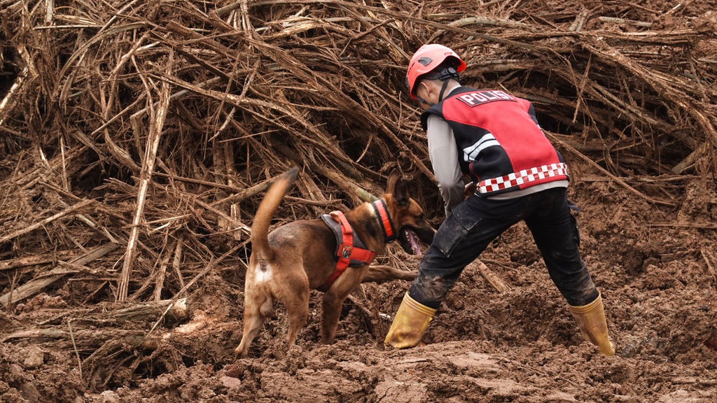 Kisah Reno Anjing Pelacak yang Gugur Saat Cari Korban di Sumbar Kisah Reno Anjing Pelacak yang Gugur Saat Cari Korban di Sumbar