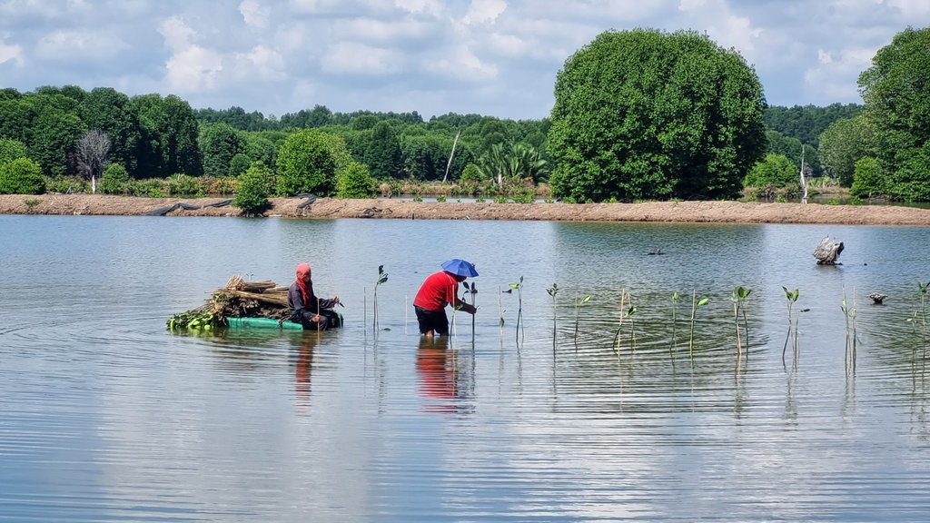 Mangrove Wujudkan Kebaikan Lingkungan & Ekonomi di Delta Mahakam Mangrove Wujudkan Kebaikan Lingkungan & Ekonomi di Delta Mahakam