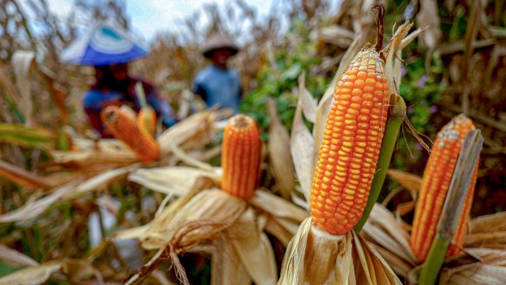 Pemerintah Targetkan Cadangan Jagung 2026 Naik Jadi 1 Juta Ton Pemerintah Targetkan Cadangan Jagung 2026 Naik Jadi 1 Juta Ton