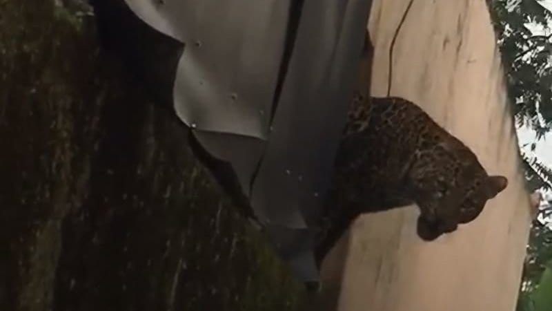 Macan Tutul Masuk Permukiman Bogor, Kini Dievakuasi BKSDA