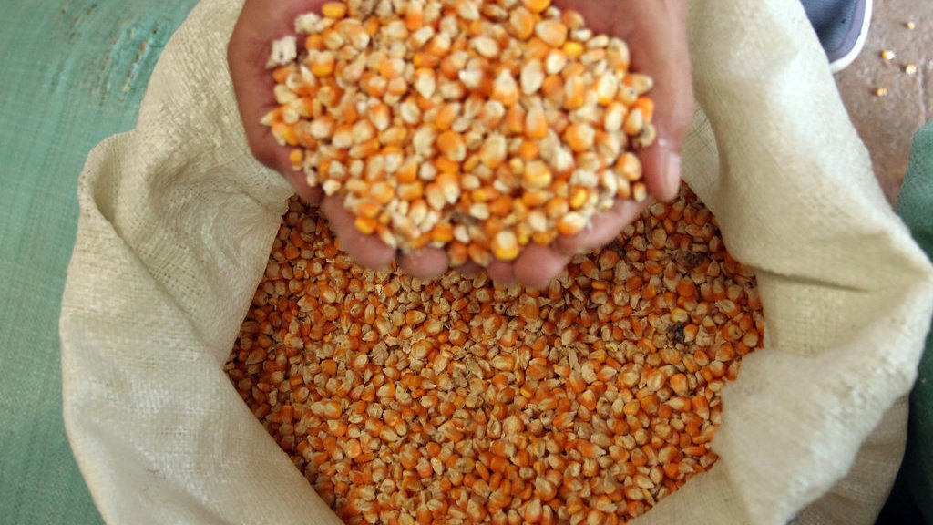 Bulog Kini Wajib Serap Minimal 1 Juta Ton Jagung Kering Petani Bulog Kini Wajib Serap Minimal 1 Juta Ton Jagung Kering Petani