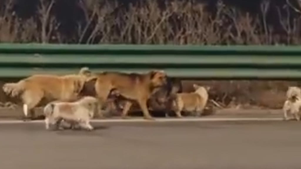 Kisah 7 Anjing di China Kabur dari Penculik & Berjalan 17 Km Kisah 7 Anjing di China Kabur dari Penculik & Berjalan 17 Km