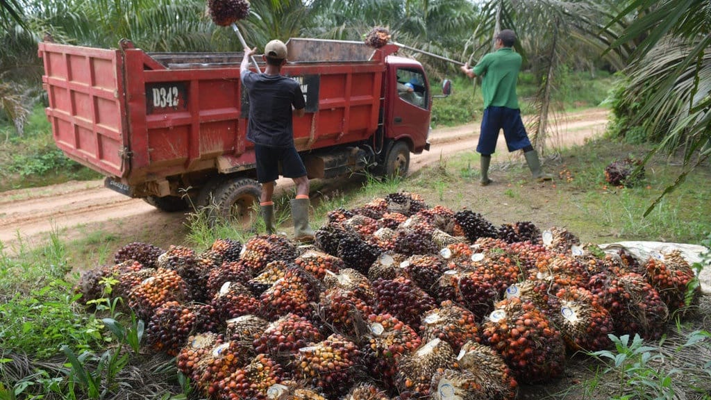 Kemendag Tetapkan HR CPO Agustus Turun Jadi USD996,52 per Ton Kemendag Tetapkan HR CPO Agustus Turun Jadi USD996,52 per Ton