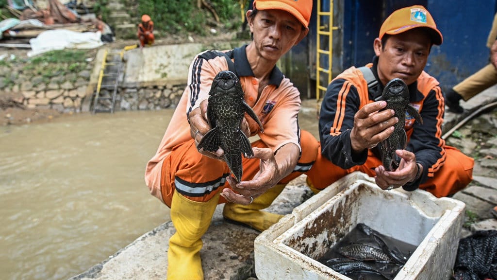 Pemprov DKI Anggarkan Rp250 Juta untuk Kaji Ikan Sapu-Sapu Pemprov DKI Anggarkan Rp250 Juta untuk Kaji Ikan Sapu-Sapu