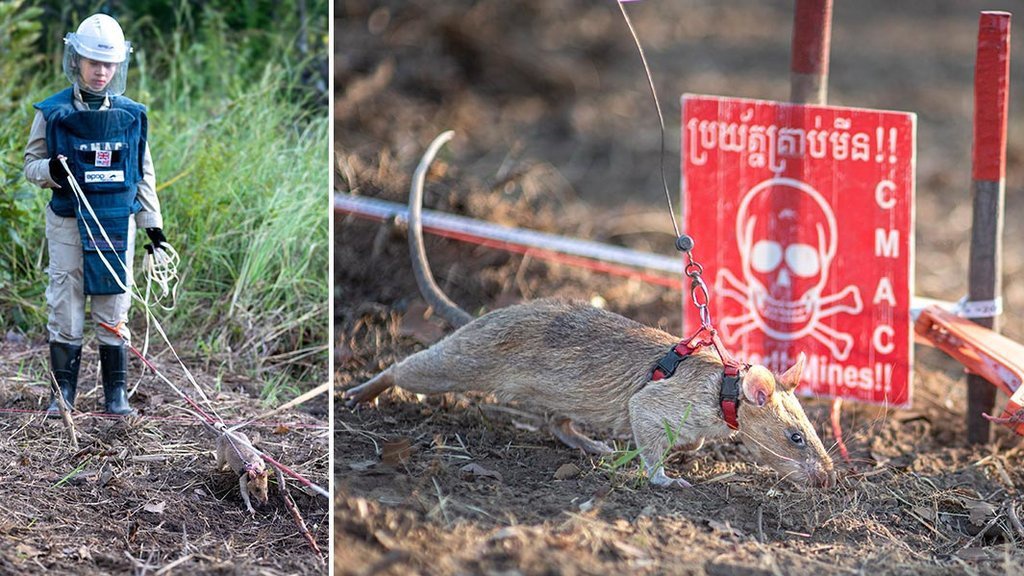 Tikus, Hama Pengerat yang Lihai Deteksi Ranjau Darat Tikus, Hama Pengerat yang Lihai Deteksi Ranjau Darat