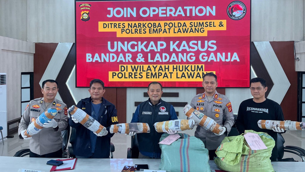 Ladang Ganja 20 Ha di Empat Lawang Digerebek, Bandar Ditangkap Ladang Ganja 20 Ha di Empat Lawang Digerebek, Bandar Ditangkap