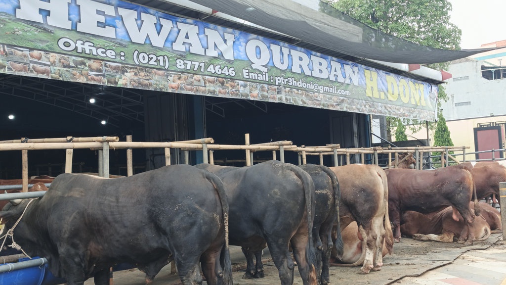 Mall Hewan Qurban H. Doni, dari Showroom Mobil Jadi Etalase Sapi Mall Hewan Qurban H. Doni, dari Showroom Mobil Jadi Etalase Sapi