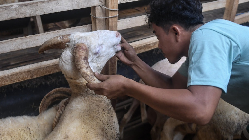 Amalan Shohibul Qurban Jelang Idul Adha Selain Tidak Potong Kuku Amalan Shohibul Qurban Jelang Idul Adha Selain Tidak Potong Kuku