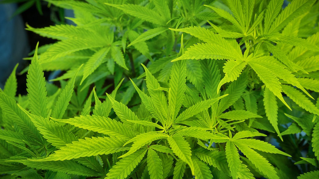 Pasang Surut Demam Ganja di Thailand Pasang Surut Demam Ganja di Thailand