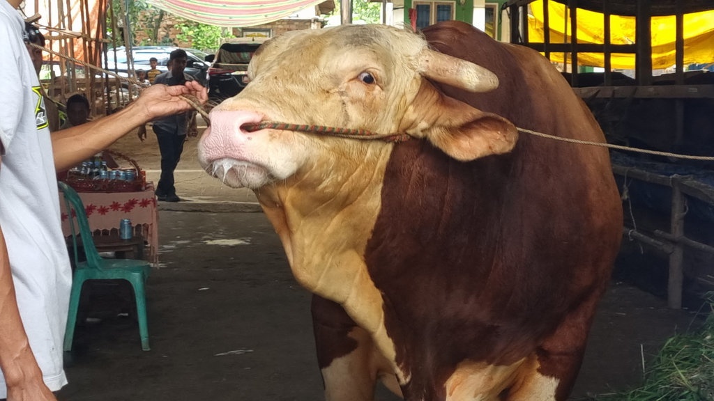 Idul Adha 2026: Sumsel Dapat 18 Sapi Kurban Presiden Prabowo Idul Adha 2026: Sumsel Dapat 18 Sapi Kurban Presiden Prabowo