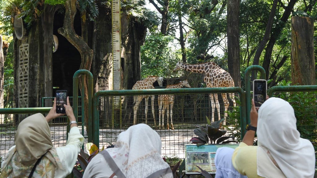 Tarif Masuk Ragunan Diusulkan Naik Jadi Rp10 Ribu, Ini Alasannya Tarif Masuk Ragunan Diusulkan Naik Jadi Rp10 Ribu, Ini Alasannya