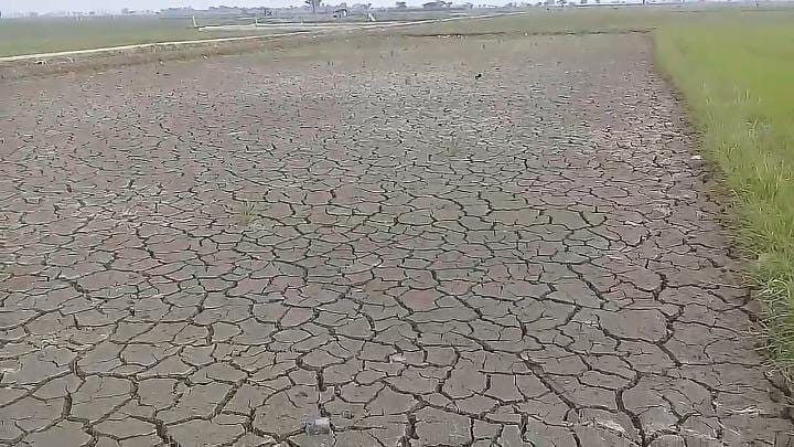 Ratusan Hektare Sawah di Subang Kekeringan, Petani Terancam Rugi Ratusan Hektare Sawah di Subang Kekeringan, Petani Terancam Rugi