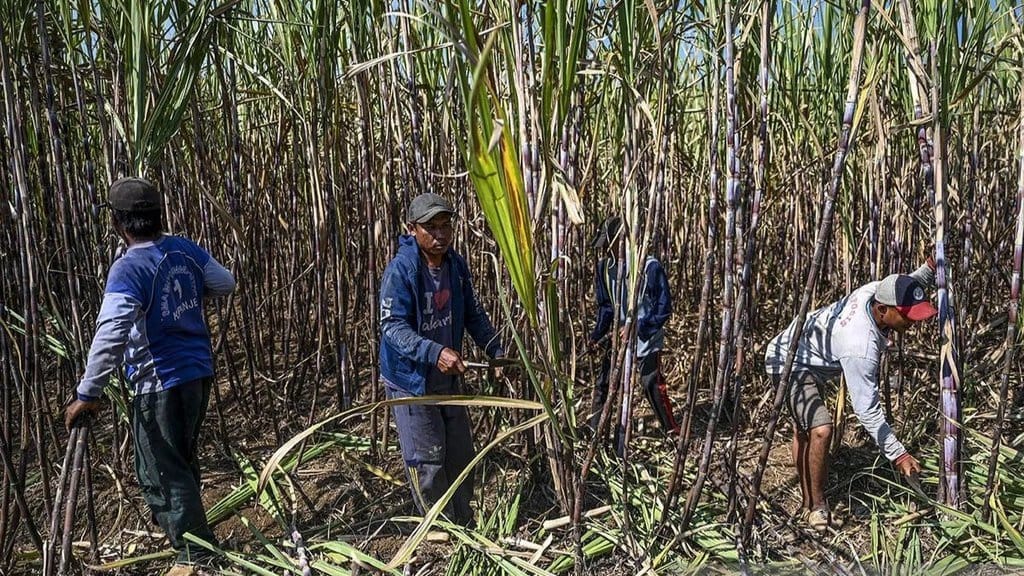 Prabowo Ogah Kalah dari India, ESDM Dorong Swasta Bikin E20 Prabowo Ogah Kalah dari India, ESDM Dorong Swasta Bikin E20