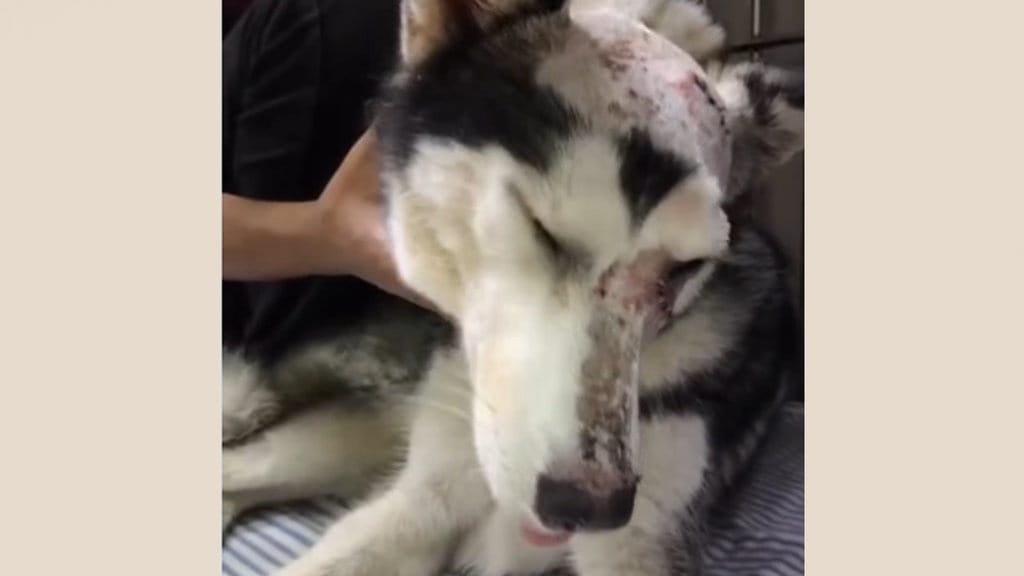 5 Temuan soal Anjing Husky Diduga Dibacok di Babelan Bekasi 5 Temuan soal Anjing Husky Diduga Dibacok di Babelan Bekasi