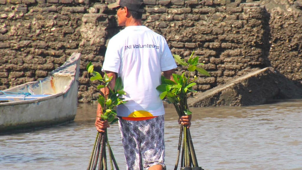 Hari Mangrove Sedunia Momentum BNI Jaga Ekosistem Pesisir Hari Mangrove Sedunia Momentum BNI Jaga Ekosistem Pesisir