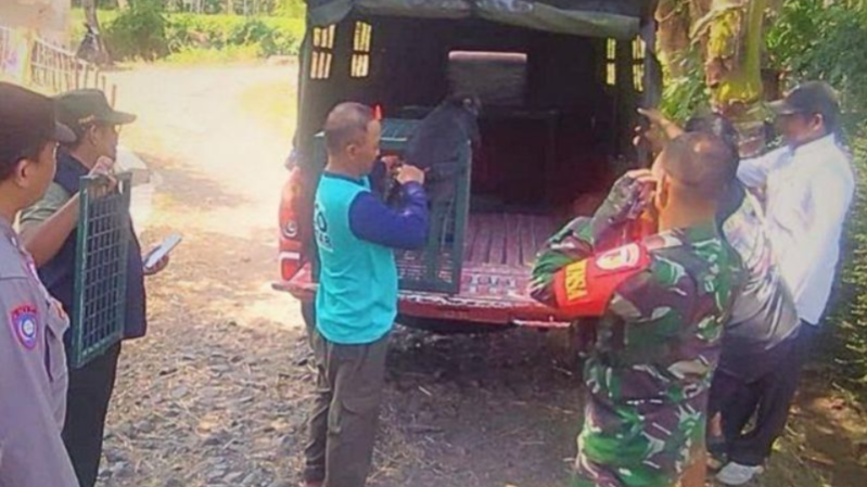 Kemenhut Evakuasi Lutung Jawa yang Dipelihara Warga di Bondowoso Kemenhut Evakuasi Lutung Jawa yang Dipelihara Warga di Bondowoso