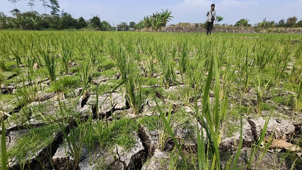Nestapa Petani Gedebage Hadapi Kemarau dan Gagal Panen Nestapa Petani Gedebage Hadapi Kemarau dan Gagal Panen