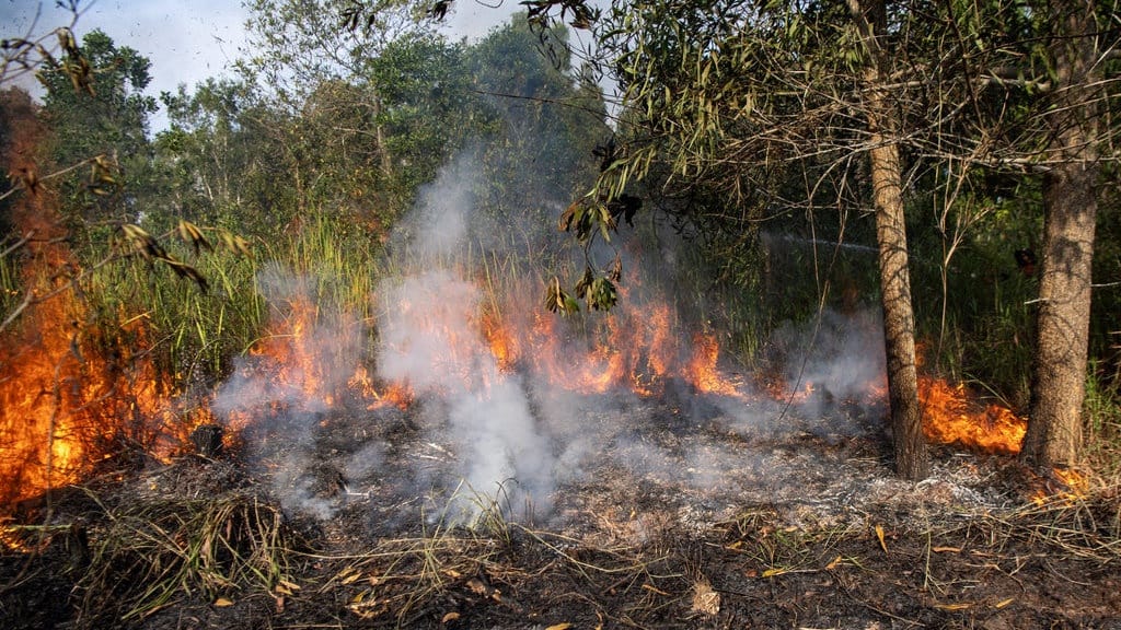 Kemenhut Perkuat Sinergi Cegah Karhutla di Jambi saat Kemarau Kemenhut Perkuat Sinergi Cegah Karhutla di Jambi saat Kemarau