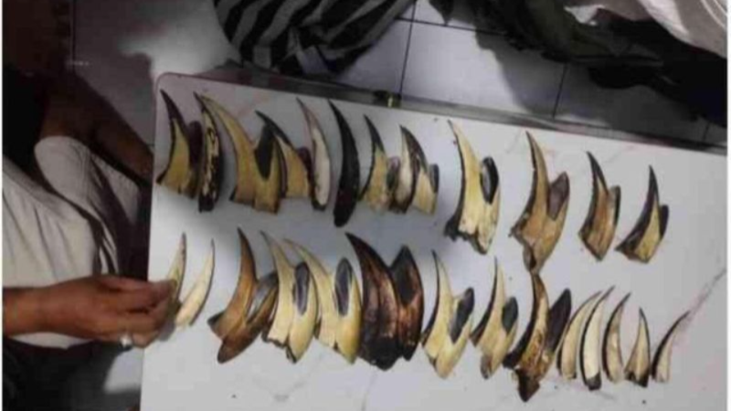 Kemenhut Tangkap Pengedar Sisik Trenggiling di Padang Kemenhut Tangkap Pengedar Sisik Trenggiling di Padang