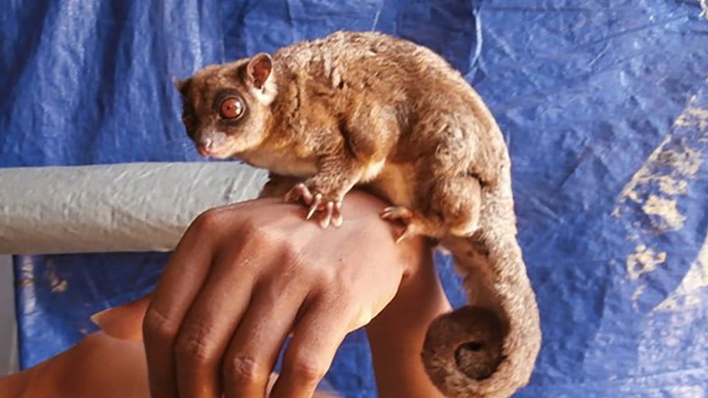 Tous, Marsupial Sakral Penghuni Hutan Papua Tous, Marsupial Sakral Penghuni Hutan Papua