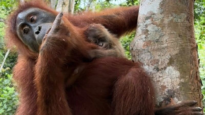 Bayi Orang Utan Lahir di CA Jantho Aceh Jelang HUT ke-81 RI Bayi Orang Utan Lahir di CA Jantho Aceh Jelang HUT ke-81 RI