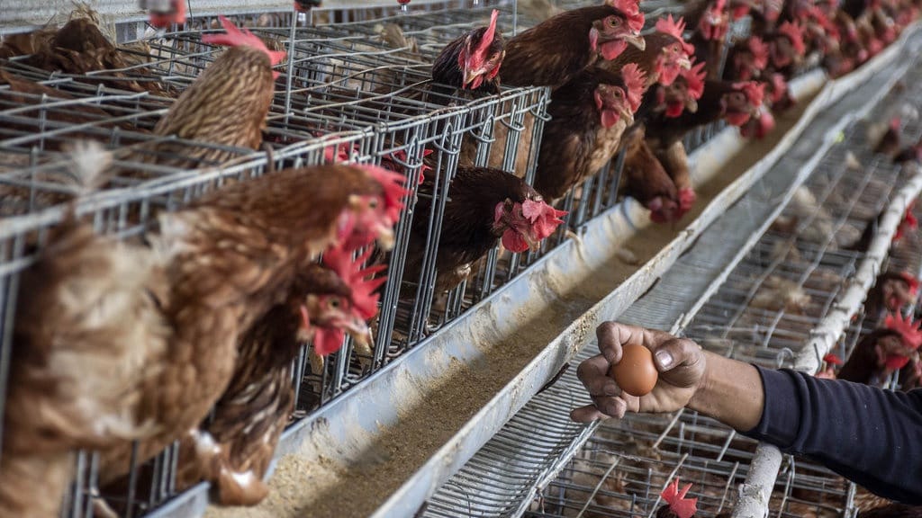 Demo Berulang Peternak Telur dan Ayam, Apa Akar Masalahnya? Demo Berulang Peternak Telur dan Ayam, Apa Akar Masalahnya?