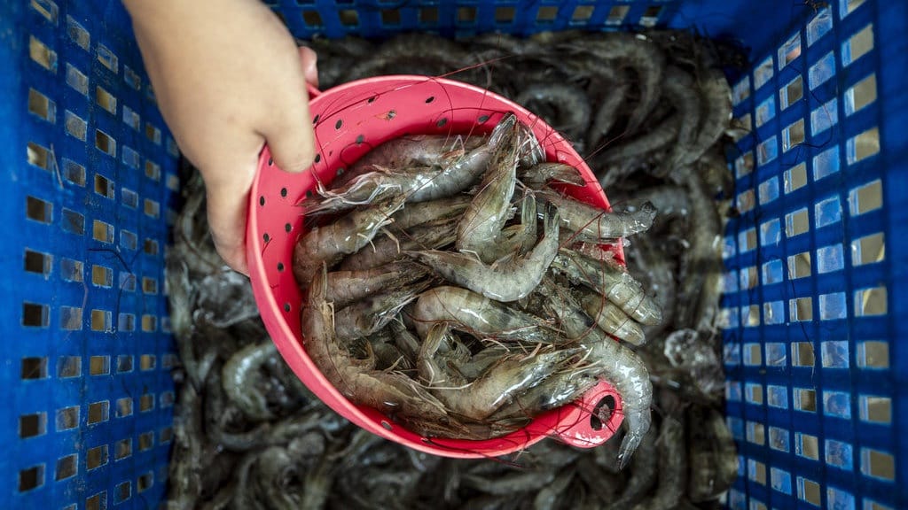 Pemerintah Diharapkan Atasi Persoalan Impor Udang Vaname Ekuador Pemerintah Diharapkan Atasi Persoalan Impor Udang Vaname Ekuador