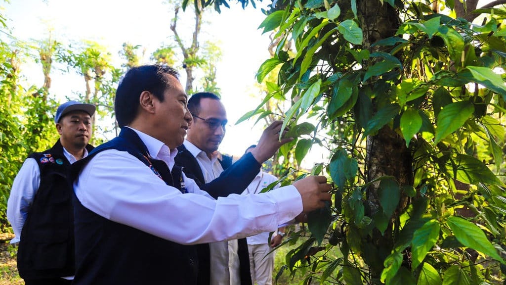 Kemensos Berdayakan Penerima Bansos Madura Jadi Petani Cabe Jamu Kemensos Berdayakan Penerima Bansos Madura Jadi Petani Cabe Jamu