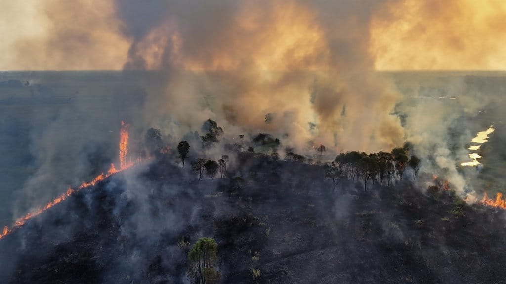Pemulihan Hutan Pasca-Karhutla Bisa Makan Waktu 100 Tahun Pemulihan Hutan Pasca-Karhutla Bisa Makan Waktu 100 Tahun