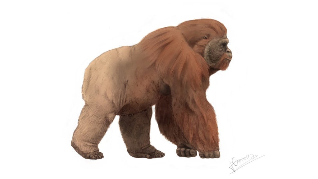Gigantopithecus: King Kong Purba Jawa, Kera Terbesar di Bumi Gigantopithecus: King Kong Purba Jawa, Kera Terbesar di Bumi