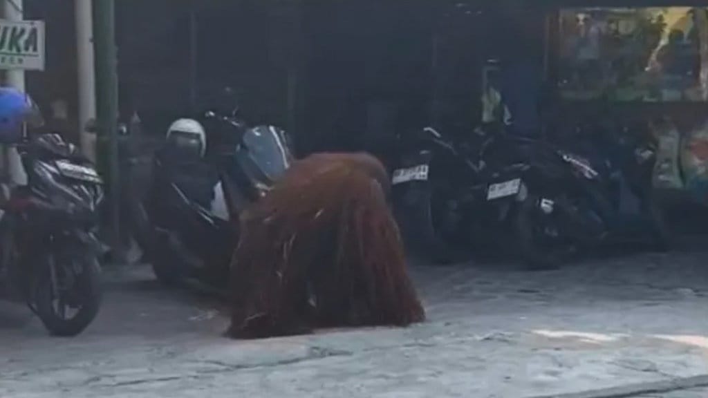 Penjelasan Taman Safari terkait Orang Utan Lepas di Solo Penjelasan Taman Safari terkait Orang Utan Lepas di Solo