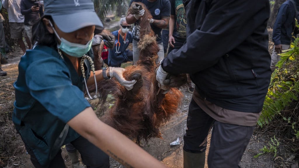 Kemenhut Ungkap Kematian Orang Utan Sempurna Diduga akibat Asap Kemenhut Ungkap Kematian Orang Utan Sempurna Diduga akibat Asap