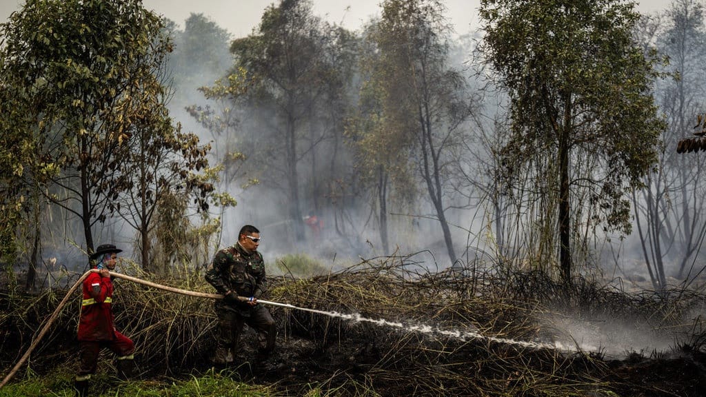Bagaimana Pemulihan Lahan Imbas Karhutla Seharusnya Dilakukan? Bagaimana Pemulihan Lahan Imbas Karhutla Seharusnya Dilakukan?