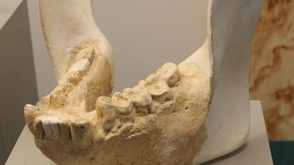 Gigantopithecus: King Kong Purba Jawa, Kera Terbesar di Bumi Gigantopithecus: King Kong Purba Jawa, Kera Terbesar di Bumi