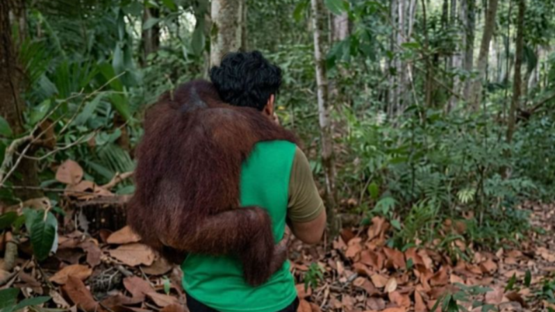 BKSDA Kaltim Evakuasi 11 Orang Utan dari Ancaman Karhutla BKSDA Kaltim Evakuasi 11 Orang Utan dari Ancaman Karhutla
