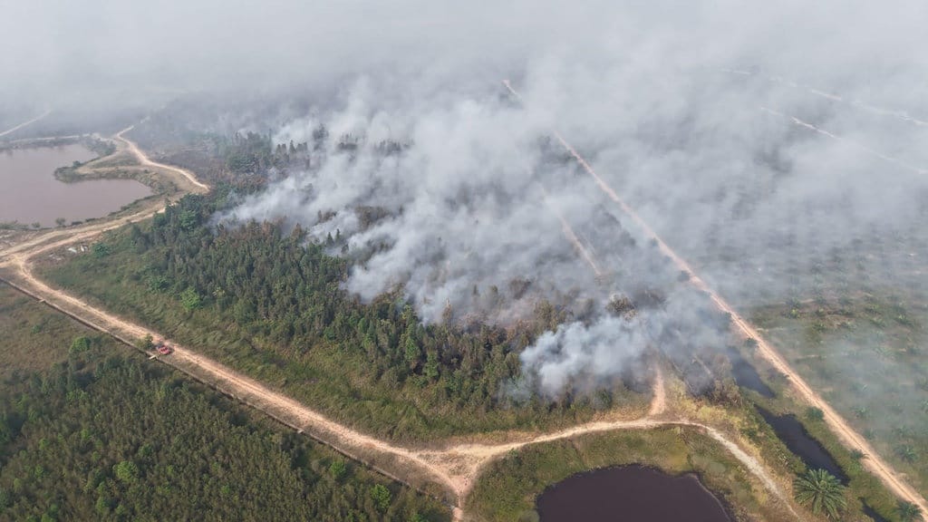 30 Hektare Kebun Raya Sriwijaya Terbakar, Api Sulit Padam 30 Hektare Kebun Raya Sriwijaya Terbakar, Api Sulit Padam
