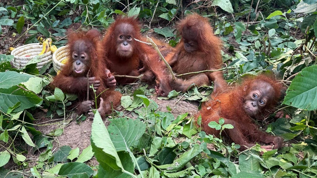 5 Bayi Orangutan Diselamatkan dari Hutan di India, Kok Bisa? 5 Bayi Orangutan Diselamatkan dari Hutan di India, Kok Bisa?