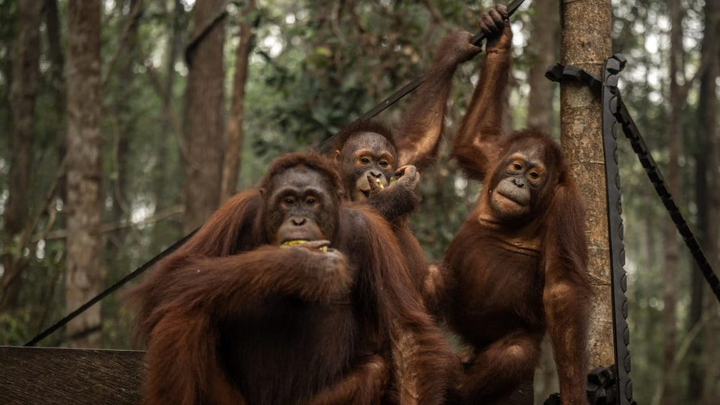 Orang Utan Pernah Hidup di Jawa dan Akhirnya Tak Tersisa Orang Utan Pernah Hidup di Jawa dan Akhirnya Tak Tersisa