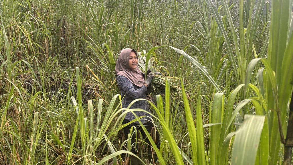Potret Perempuan Berdikari di Yosorejo: Beternak hingga Menjahit Potret Perempuan Berdikari di Yosorejo: Beternak hingga Menjahit