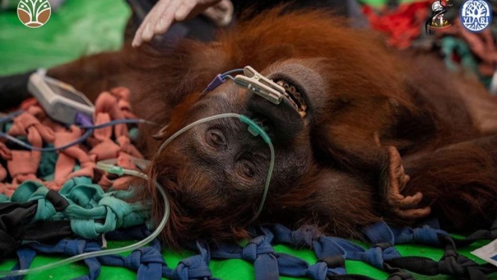 Tiga Orang Utan Korban Karhutla di Kalbar Berhasil Dievakuasi Tiga Orang Utan Korban Karhutla di Kalbar Berhasil Dievakuasi