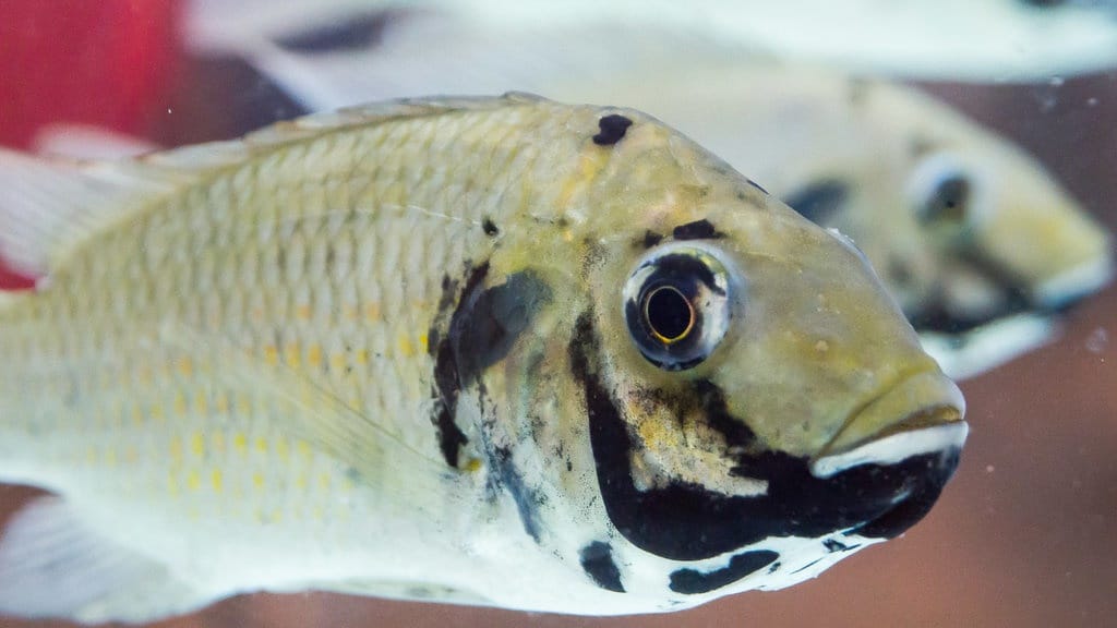 Krisis Lingkungan Bikin Thailand Serius Basmi Ikan Nila Hitam Krisis Lingkungan Bikin Thailand Serius Basmi Ikan Nila Hitam