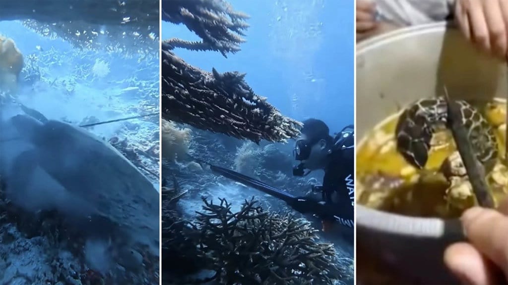Siapa WN Cina yang Bunuh dan Santap Penyu Langka di Raja Ampat? Siapa WN Cina yang Bunuh dan Santap Penyu Langka di Raja Ampat?