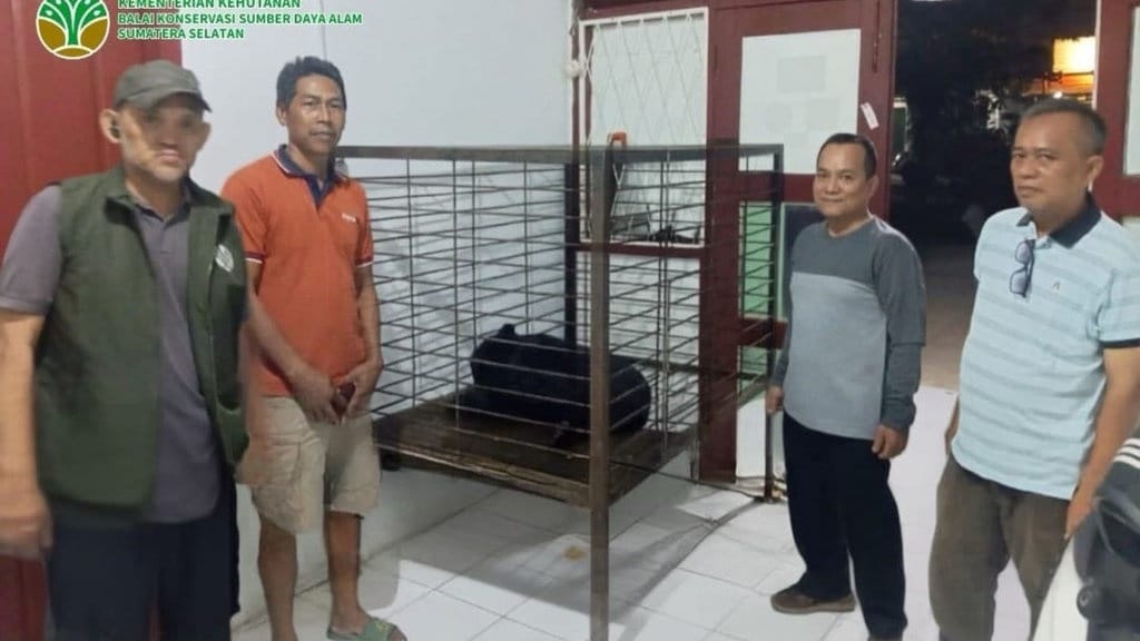 BSKDA Sumsel Terima Beruang Madu yang Sempat Dipelihara Warga BSKDA Sumsel Terima Beruang Madu yang Sempat Dipelihara Warga