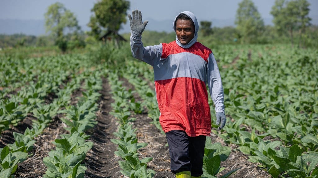 Tembakau, Harapan Baru Petani Wonogiri di Tengah Musim Kemarau Tembakau, Harapan Baru Petani Wonogiri di Tengah Musim Kemarau