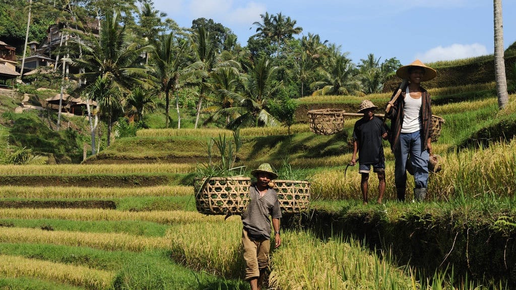 Kado Hari Tani 2026 & Upaya Menyejahterakan Petani Indonesia Kado Hari Tani 2026 & Upaya Menyejahterakan Petani Indonesia