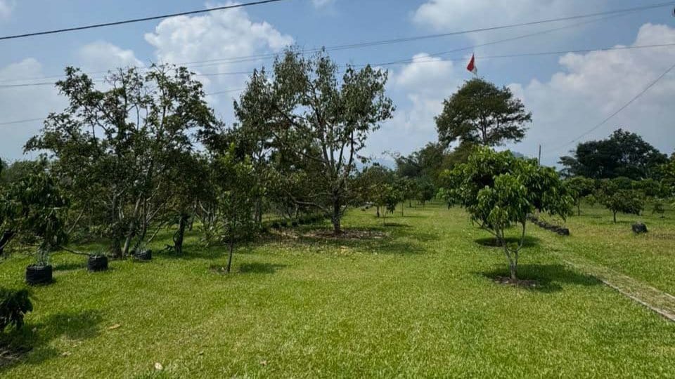 KPK Usut Kebun Alpukat & Glamping Ipda Yayat di Ciater Subang KPK Usut Kebun Alpukat & Glamping Ipda Yayat di Ciater Subang