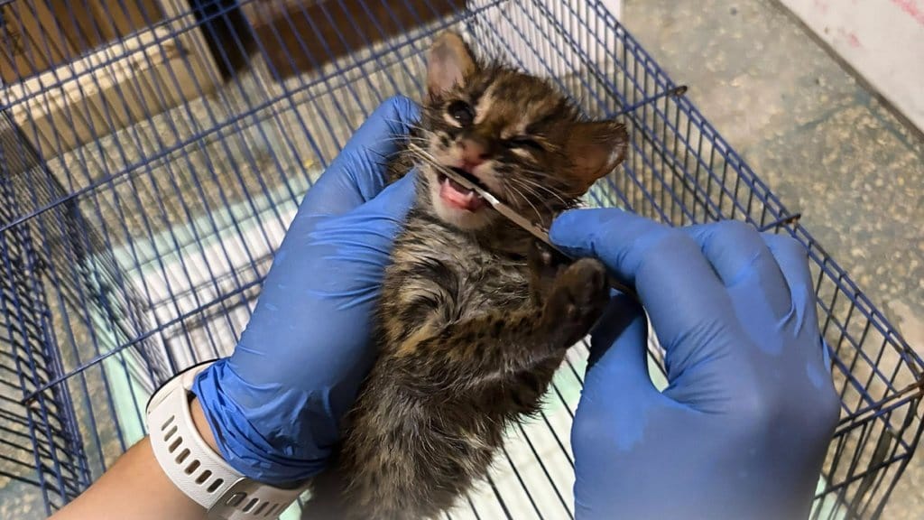 Kucing Kuwuk Langka Korban Karhutla Sumsel Dievakuasi Kucing Kuwuk Langka Korban Karhutla Sumsel Dievakuasi