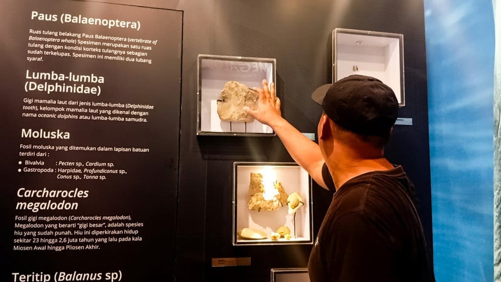 Museum Megalodon Gunungsungging Menjaga Fosil si Huntu Gelap Museum Megalodon Gunungsungging Menjaga Fosil si Huntu Gelap