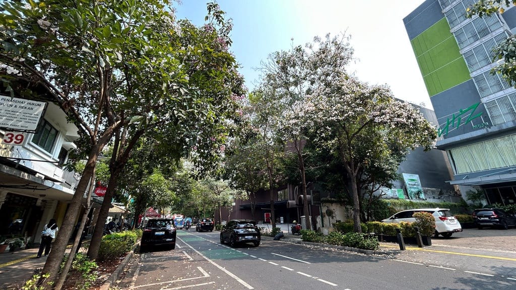Keindahan Tabebuya dan Urgensi Penghijauan di DKI Jakarta Keindahan Tabebuya dan Urgensi Penghijauan di DKI Jakarta